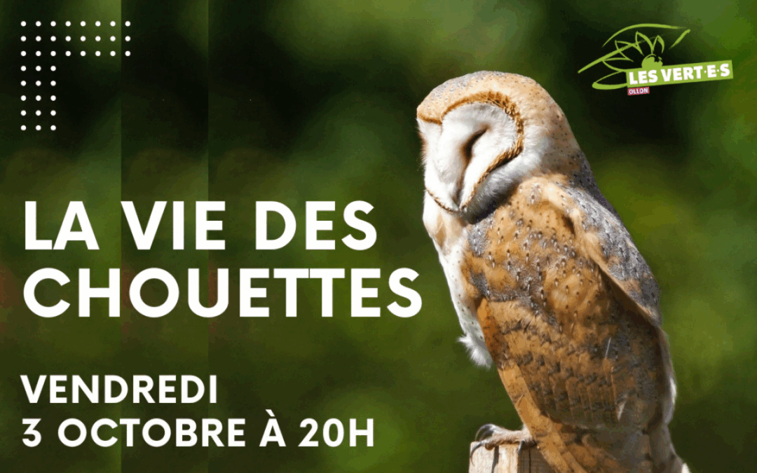 La vie des chouettes
