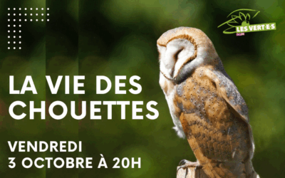 La vie des chouettes